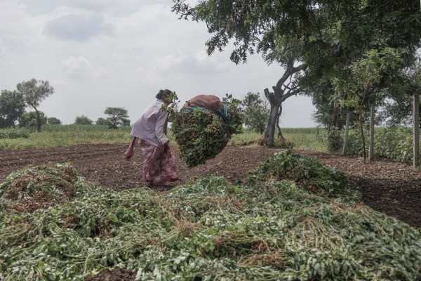 Nimbabai Brahmane checking her destroyed groundnut crop in Sakri taluka in Dhule. Express photo by Narendra vaskar