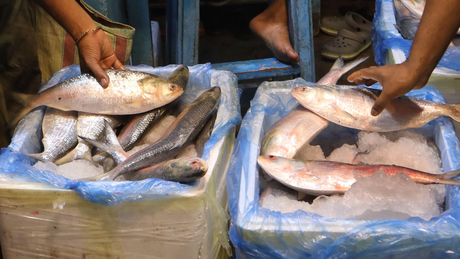 MIT-WPU research finds microplastics in freshwater fish in Pune, flags emerging food-chain concern