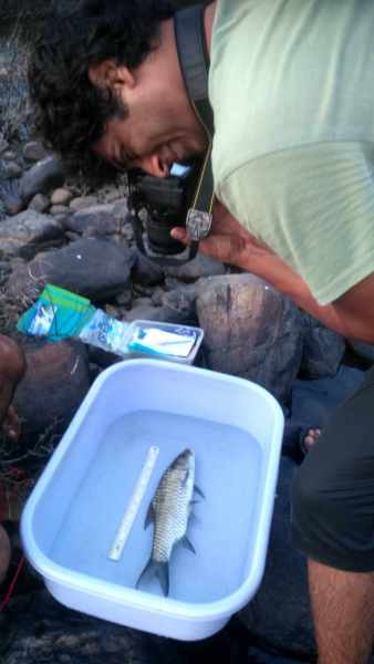 cauvery fish