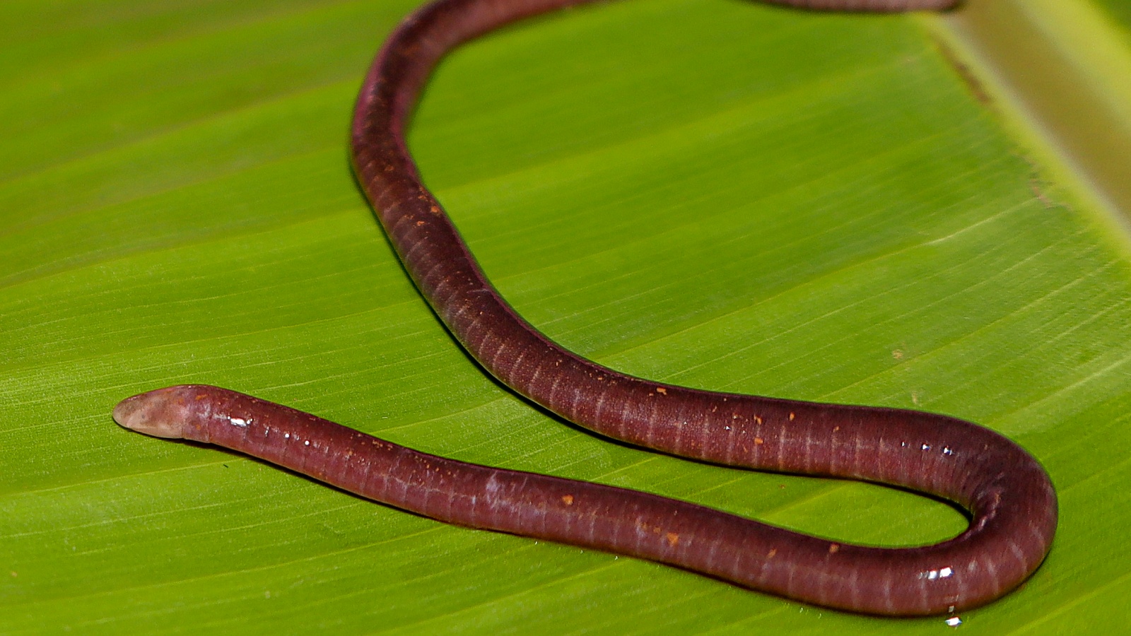 New legless amphibian found in Kolhapur named after Marathi dialect