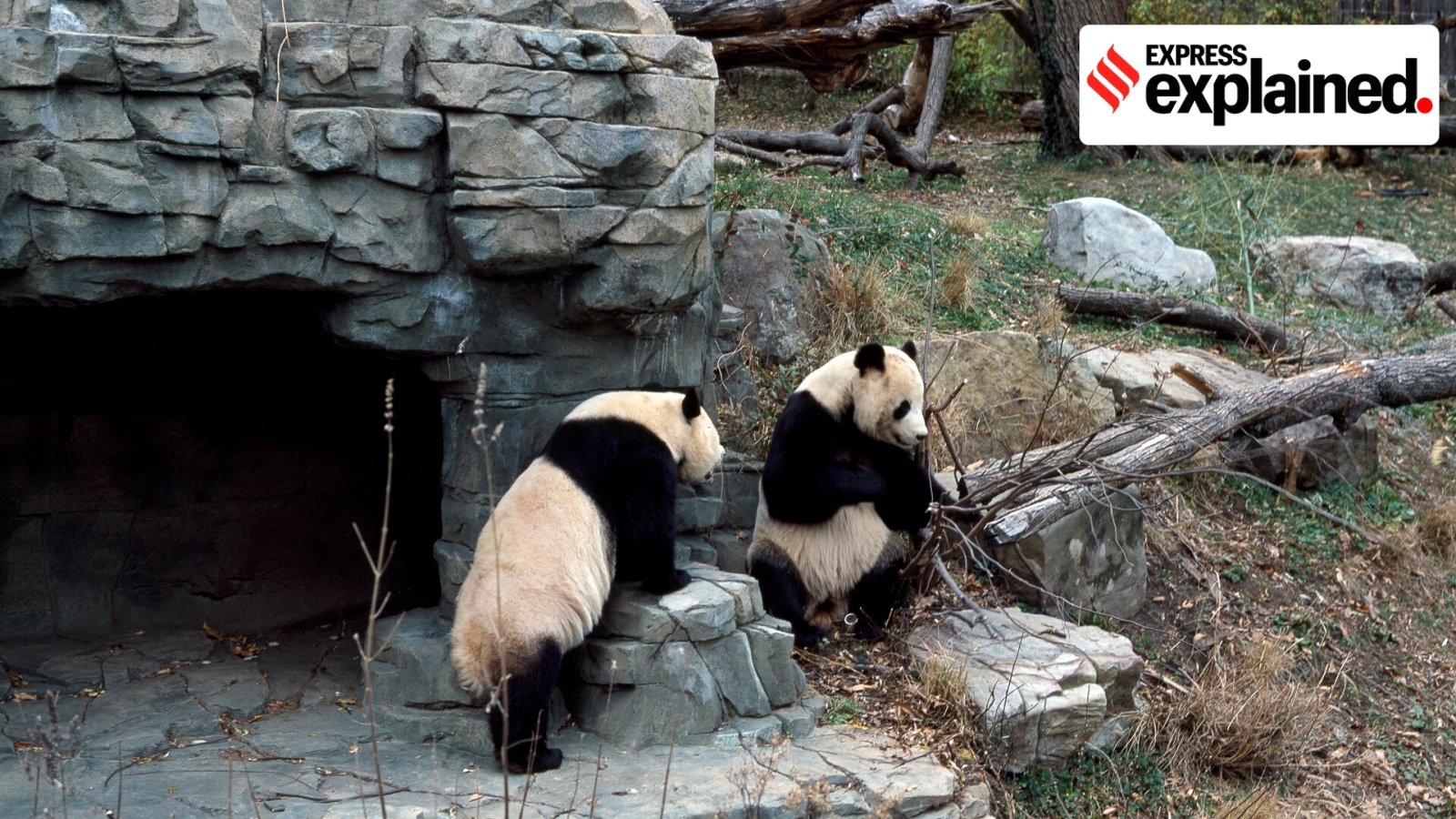 From giraffes to pandas: The millennia-long history of animal diplomacy – national