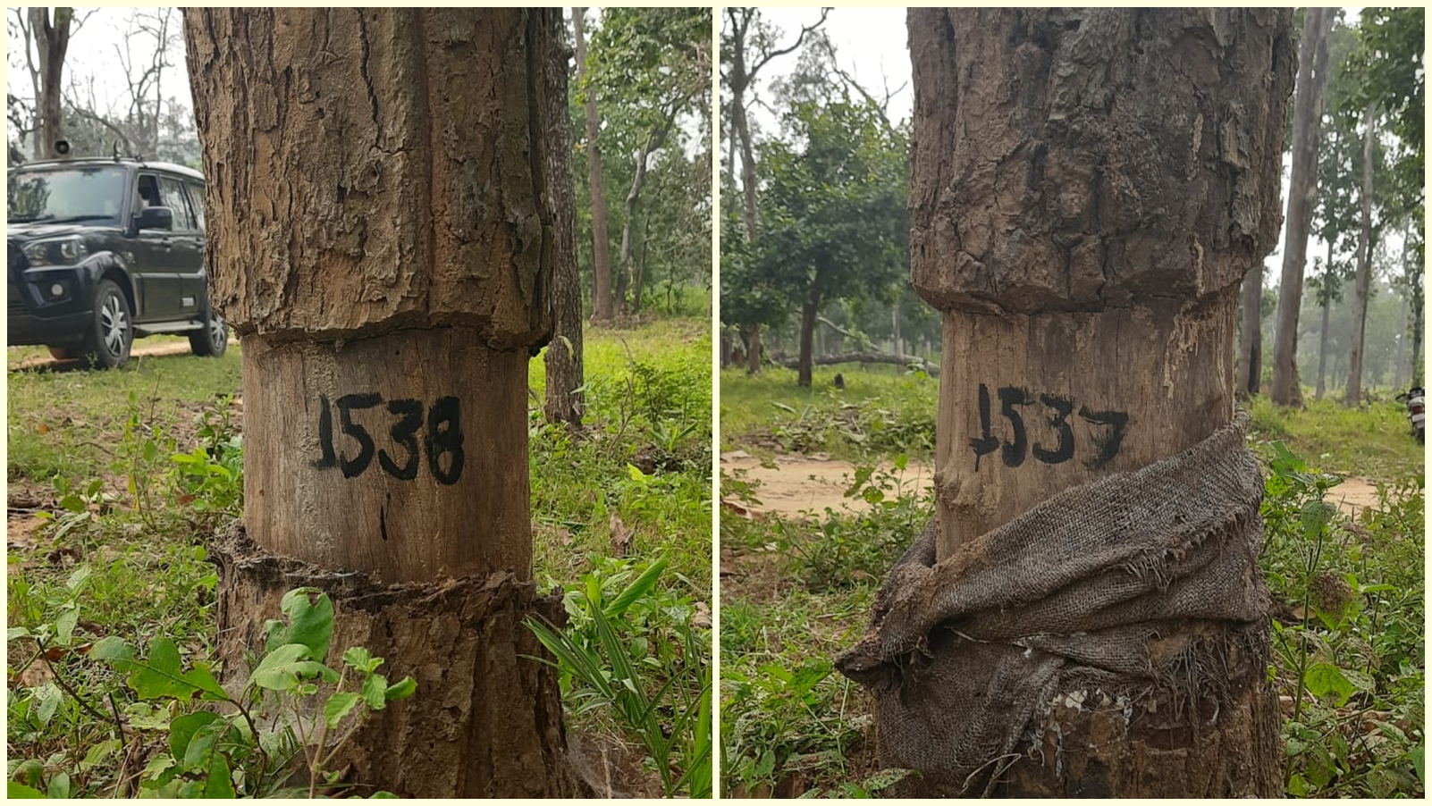 Chhattisgarh seeks expert help for ‘surgery’ to save over 500 damaged trees