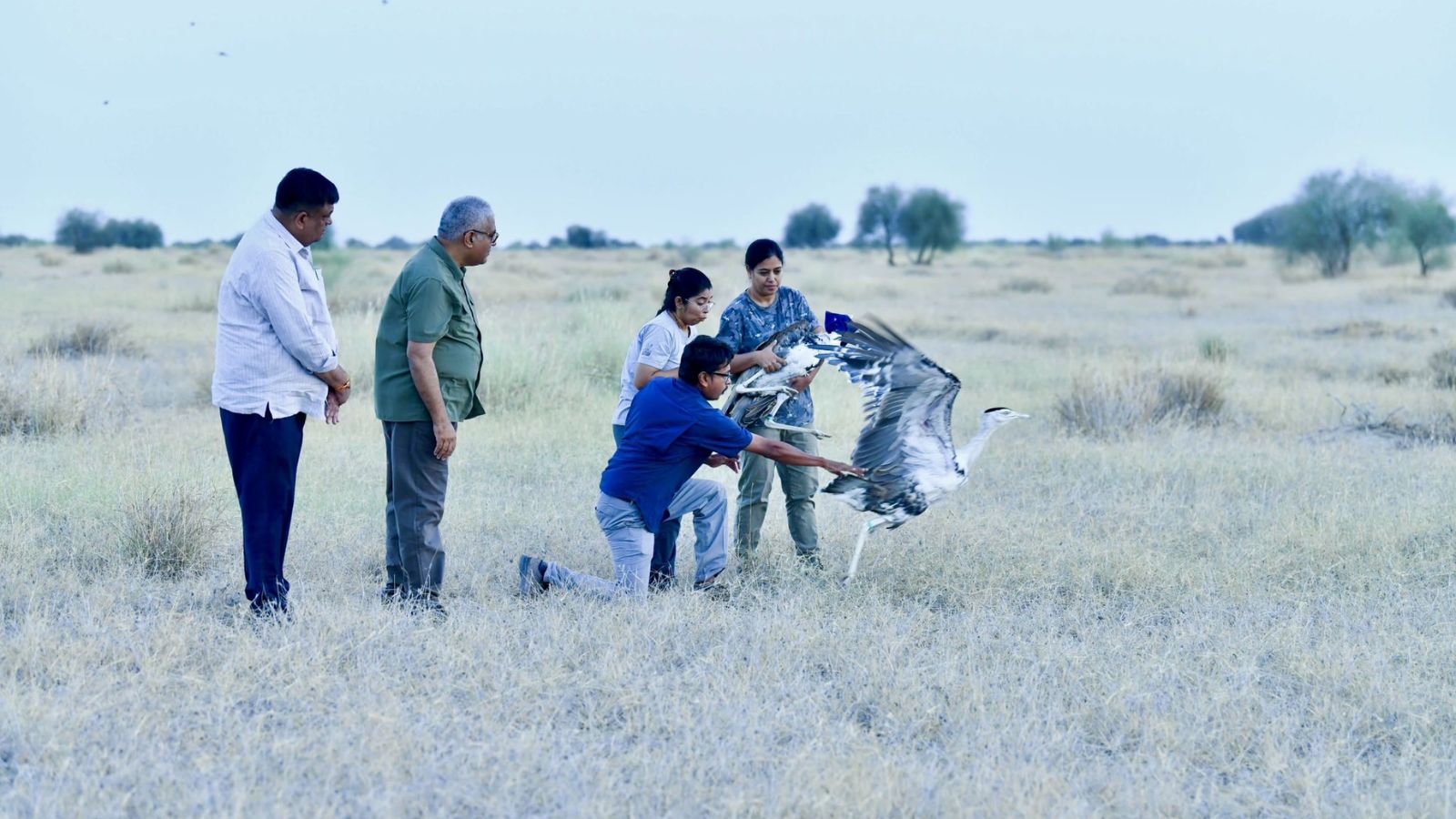 Two captive-bred great Indian bustards released in Rajasthan national park - The Indian Express