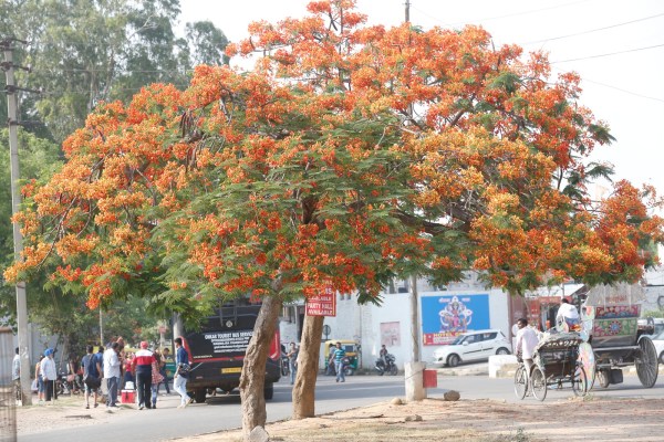 Gulmohar