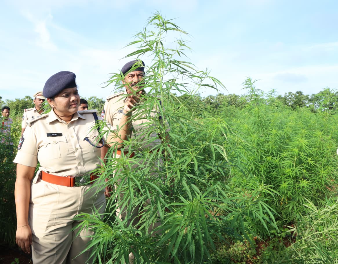 Andhra Pradesh ganja farmer, Andhra Pradesh police, ganja farming, weed farming, Andhra Pradesh marijuana farmer, marijuana farmer, man grew ganja for years, man grew marijuana for years, man grew weed for years, Indian express news, current affairs