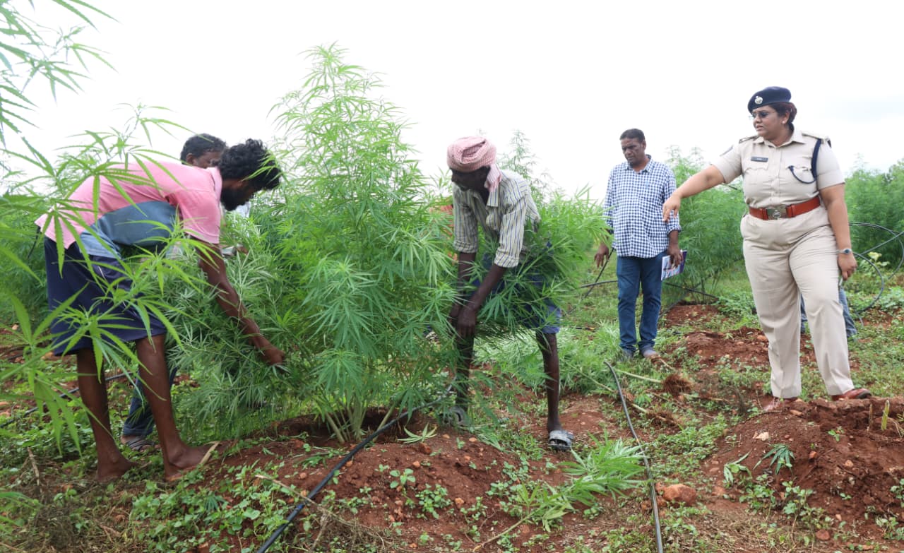 Andhra Pradesh ganja farmer, Andhra Pradesh police, ganja farming, weed farming, Andhra Pradesh marijuana farmer, marijuana farmer, man grew ganja for years, man grew marijuana for years, man grew weed for years, Indian express news, current affairs