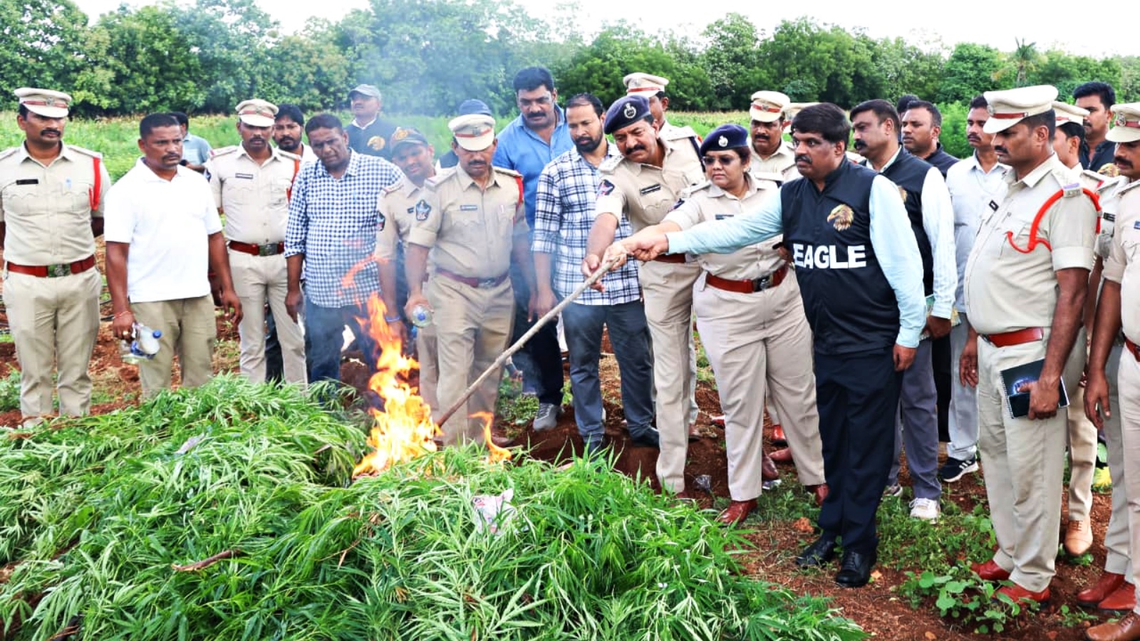 Andhra Pradesh Police Arrest Multiple Suspects in Ganja Cultivation and Trafficking Cases