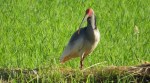 Crested ibises