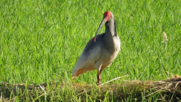 Crested ibises