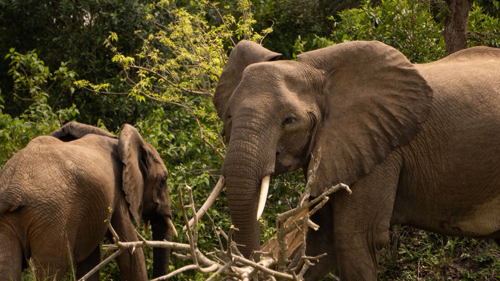 Average 73% decline in wildlife population sizes between 1970 and 2022: WWF report