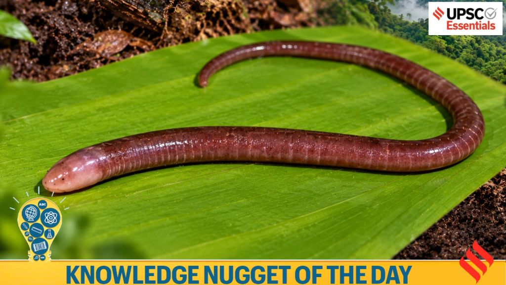 Knowledge Nugget | Why is the discovery of a new underground amphibian ...