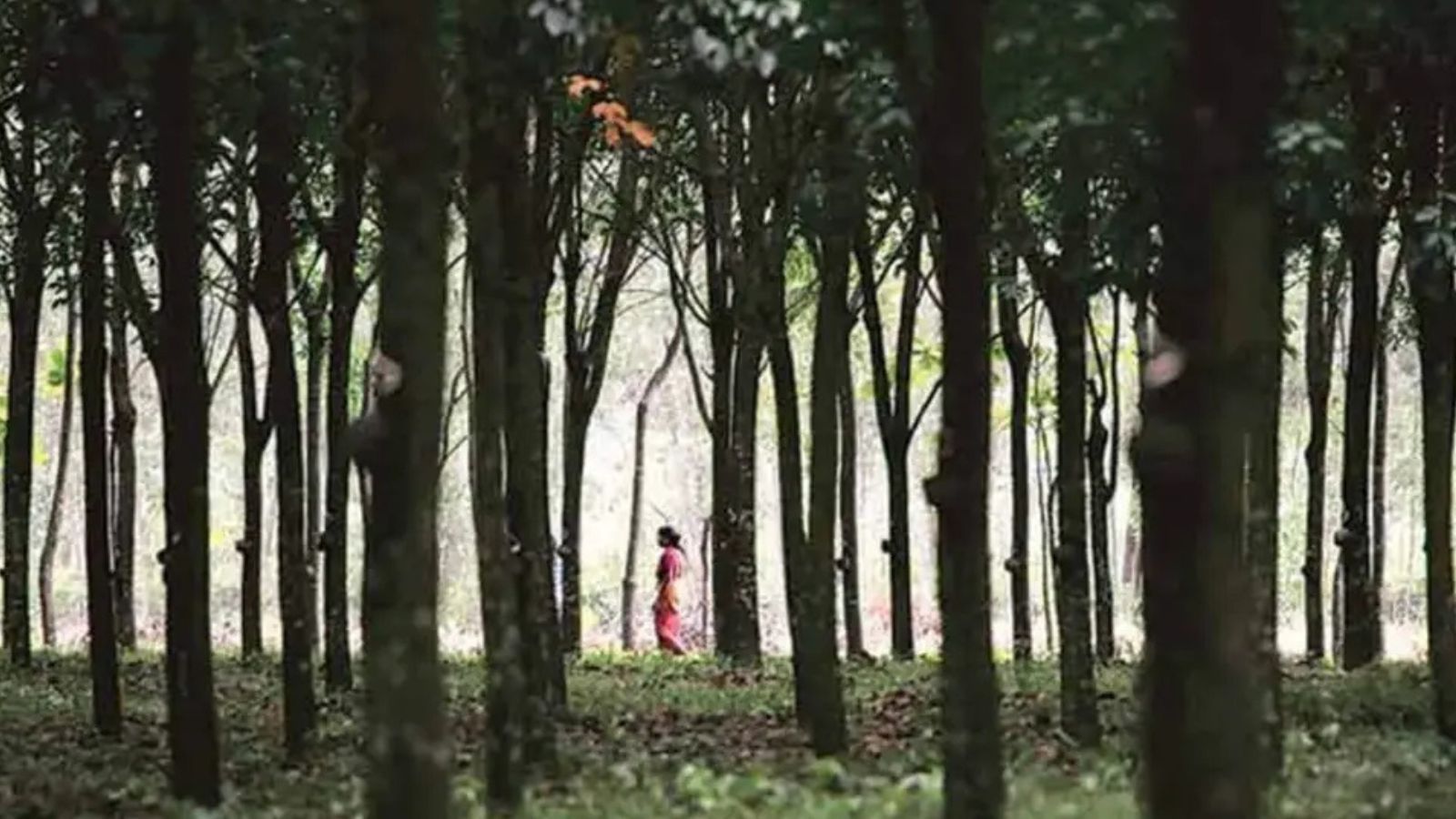 Madhya Pradesh pauses directive on community forest rights after Union Minister’s letter and expert criticism