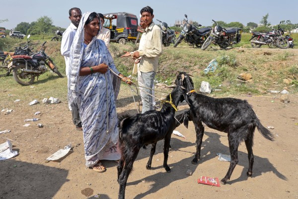 In Latur, Sangeeta Gaikwad is on her way to the local market to sell her goats since “arranging water for them is getting difficult”.Express photo by Narendra vaskar
