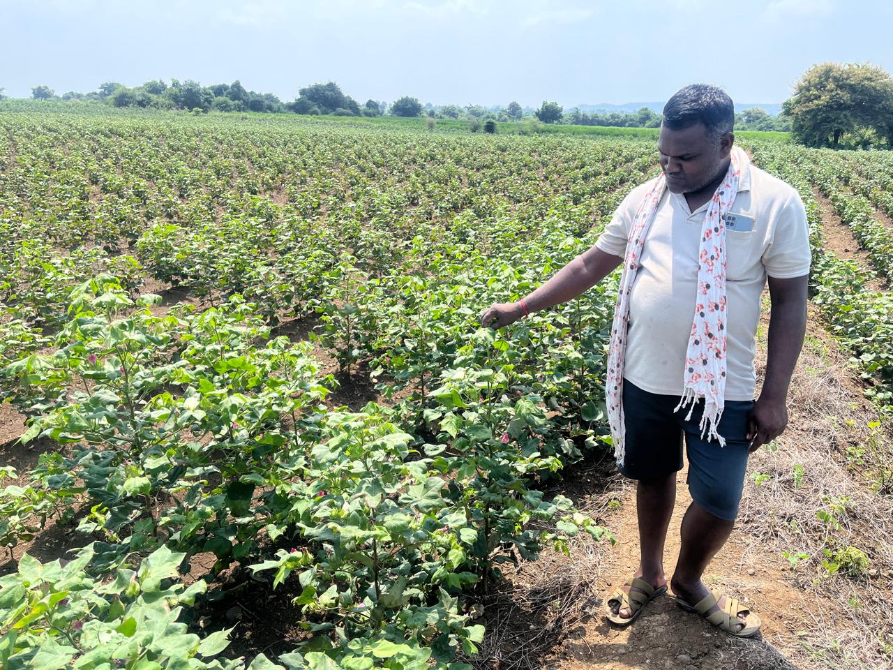 No Dussehra or Diwali here: Yavatmal’s dry fields leave farmers counting losses