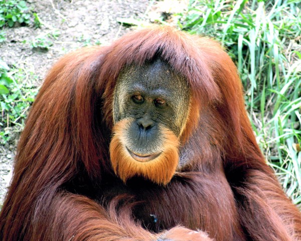 Orangutan habitats have been devastated by palm tree plantations. (Wikimedia Commons)