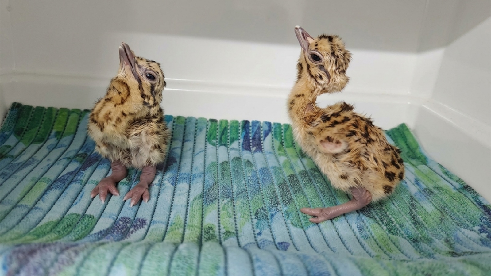 For the first time, captive-bred Great Indian Bustard will set foot in the wild