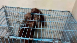 infant orangutan, infant orangutan set to return to Indonesia, infant orangutan Indonesia return, Thane infant orangutan Indonesia, Indonesia, Indian express news, current affairs
