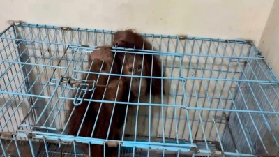 infant orangutan, infant orangutan set to return to Indonesia, infant orangutan Indonesia return, Thane infant orangutan Indonesia, Indonesia, Indian express news, current affairs