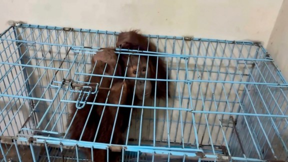 infant orangutan, infant orangutan set to return to Indonesia, infant orangutan Indonesia return, Thane infant orangutan Indonesia, Indonesia, Indian express news, current affairs