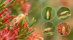 insect