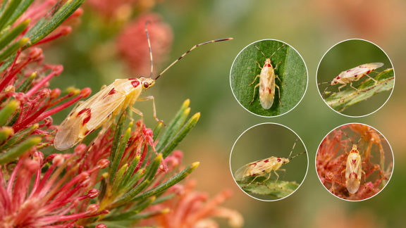 insect