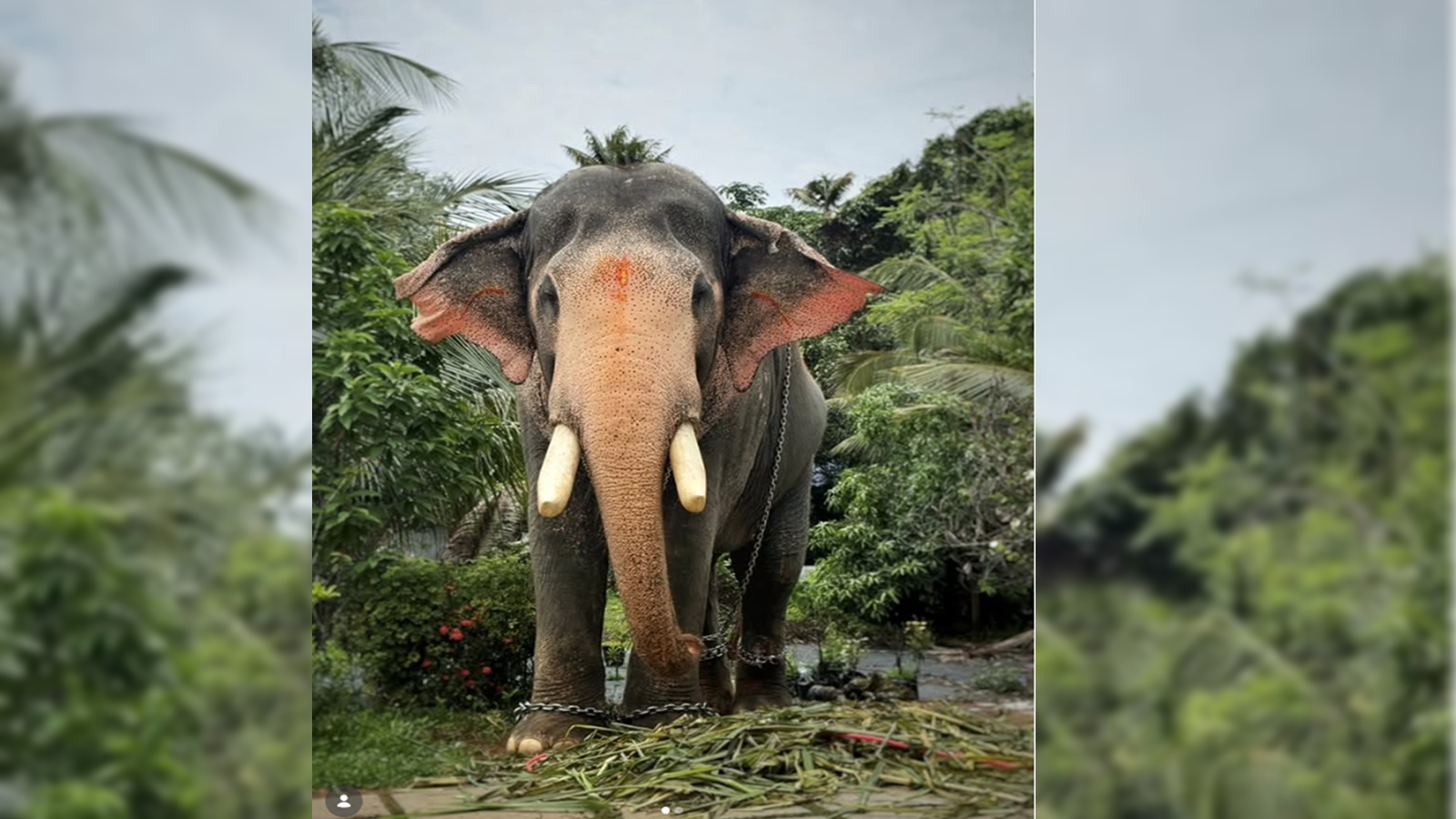 ‘Gentle giant’, fixture of temple festivals: Kerala bids farewell to elephant Brahmadathan