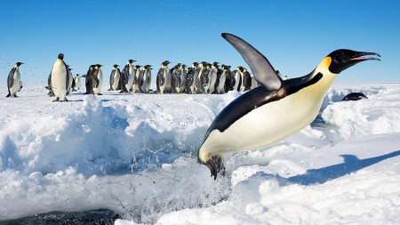 penguin