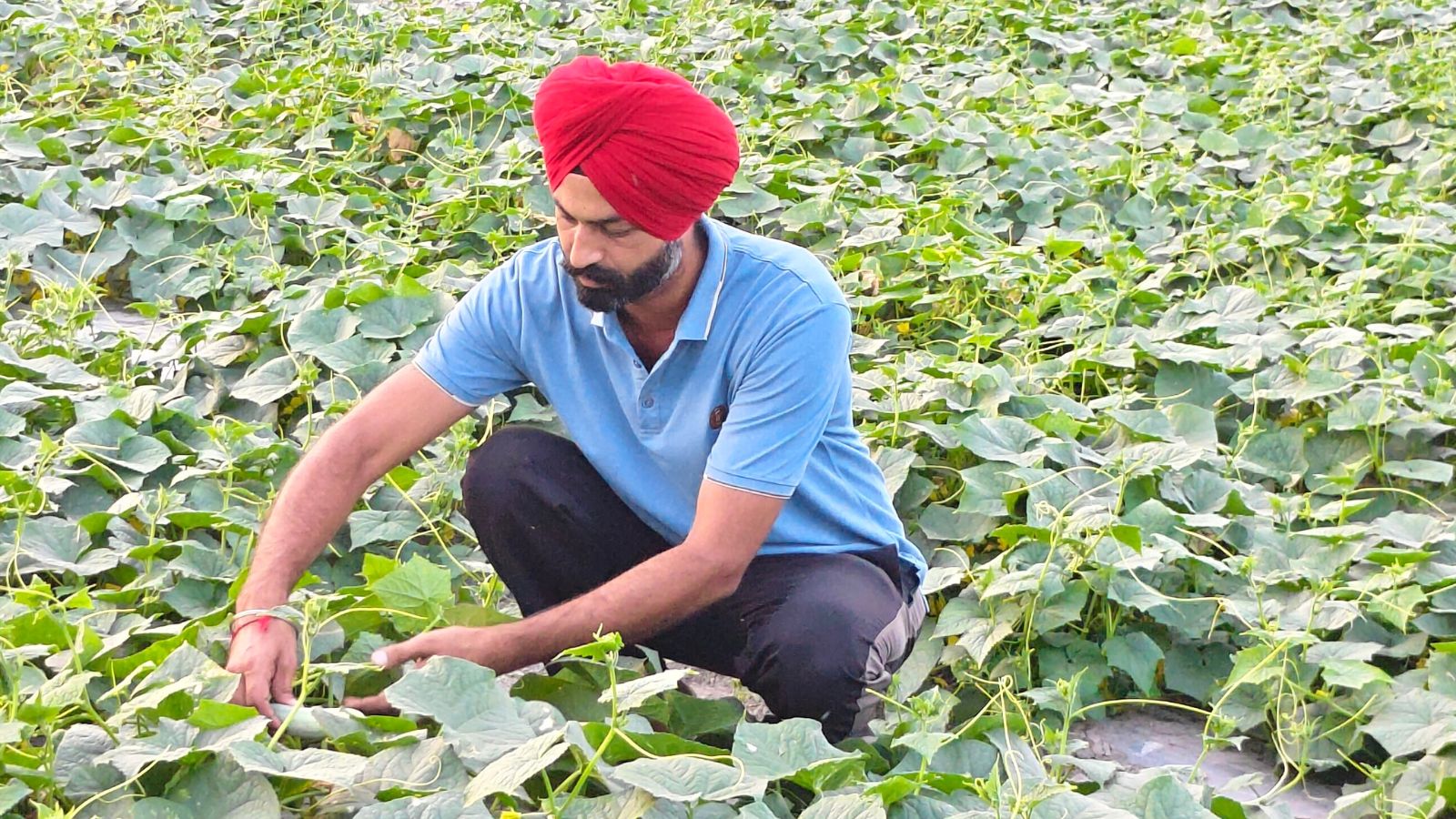 Ferozepur Farmer Uses Crop Cycles to Boost Year-Round Farm Income