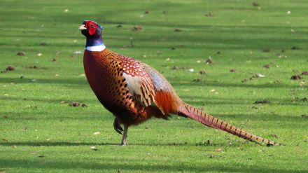 As part of the latest phase of the conservation programme, 12 Cheer Pheasants — two males, two females and eight chicks — were released into the wild during Wildlife Week-2026.