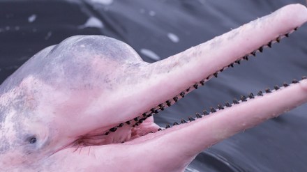 Pink dolphin