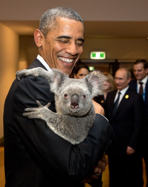President Barack Obama holds a koala during a G-20 Summit in Brisbane, Australia in 2014. (Wikimedia Commons)