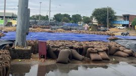 Punjab rain paddy 1