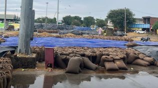 Punjab rain paddy 1