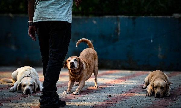 A trainer plays with Labrador Retriever dogs which are part of the police dog squad, at a police dog kennel in Mumbai.(Express Photo by Sankhadeep Banerjee)
