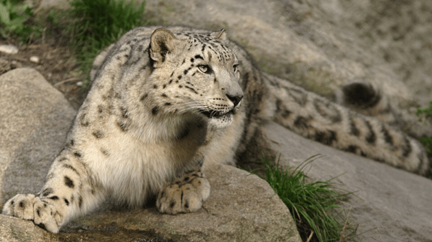 International Snow Leopard Day 2026: Facts qbout the elusive big cat ...