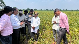 No Dussehra or Diwali here: Yavatmal’s dry fields leave farmers counting losses