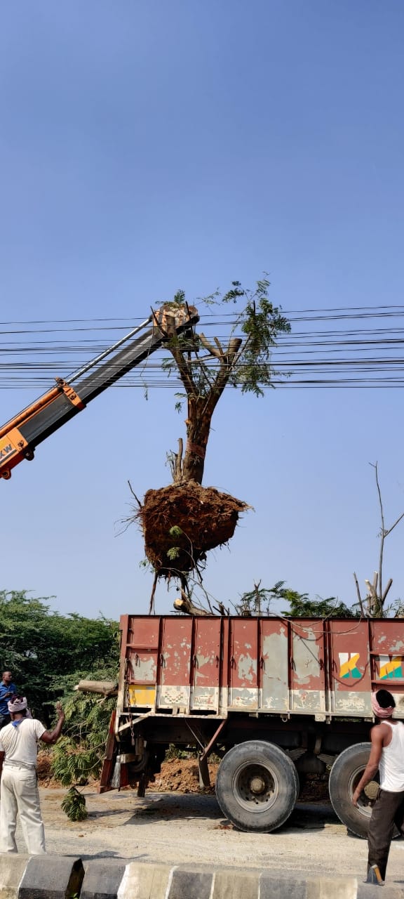 Vata foundation translocated copperpod trees in Tellapur, Hyderabad in 2018(Credits: Uday Krishna)