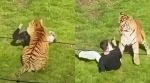 Tiger attacks man UK Wildlife Park