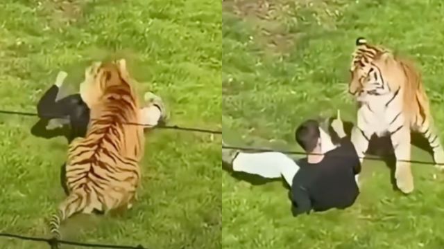 Yorkshire Wildlife Park: Man Mauled To Death By Tiger In Enclosure