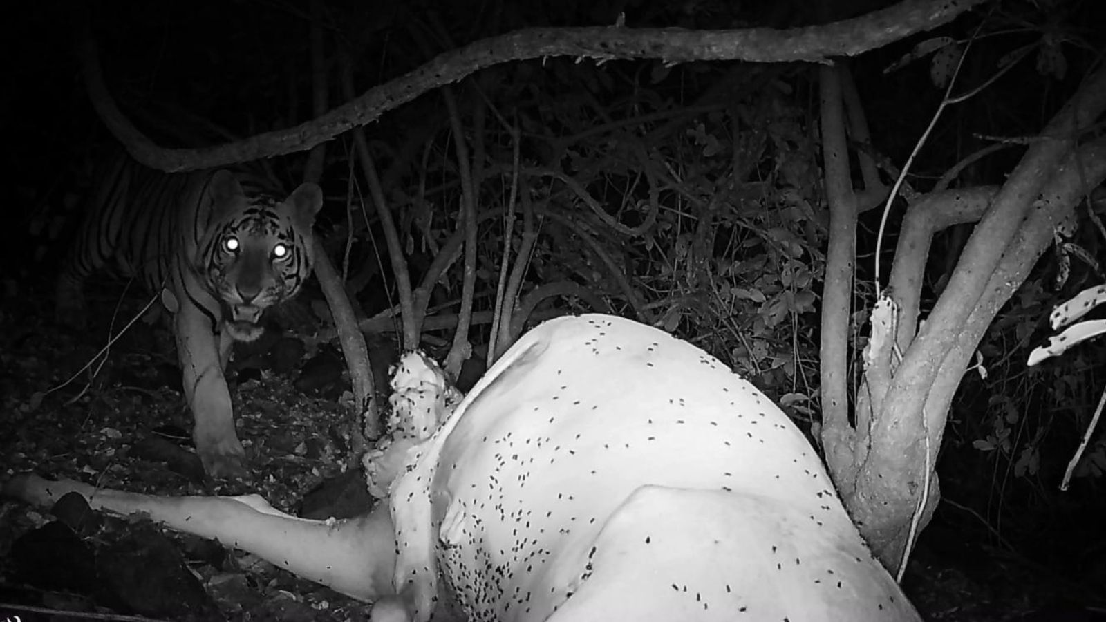 After nearly 100 years, tiger spotted in Pune’s Beed district