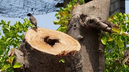 Pune civic body has urged citizens not to cut or damage trees during Dussehra. (Express Archive Photo)