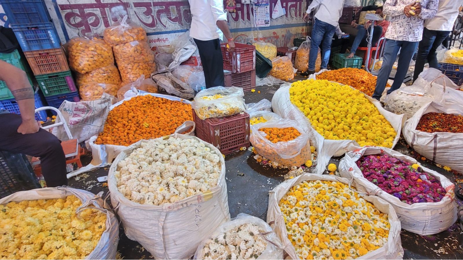 Flower Price Fluctuations Ahead of Dussehra Affect Pune Farmers and Consumers