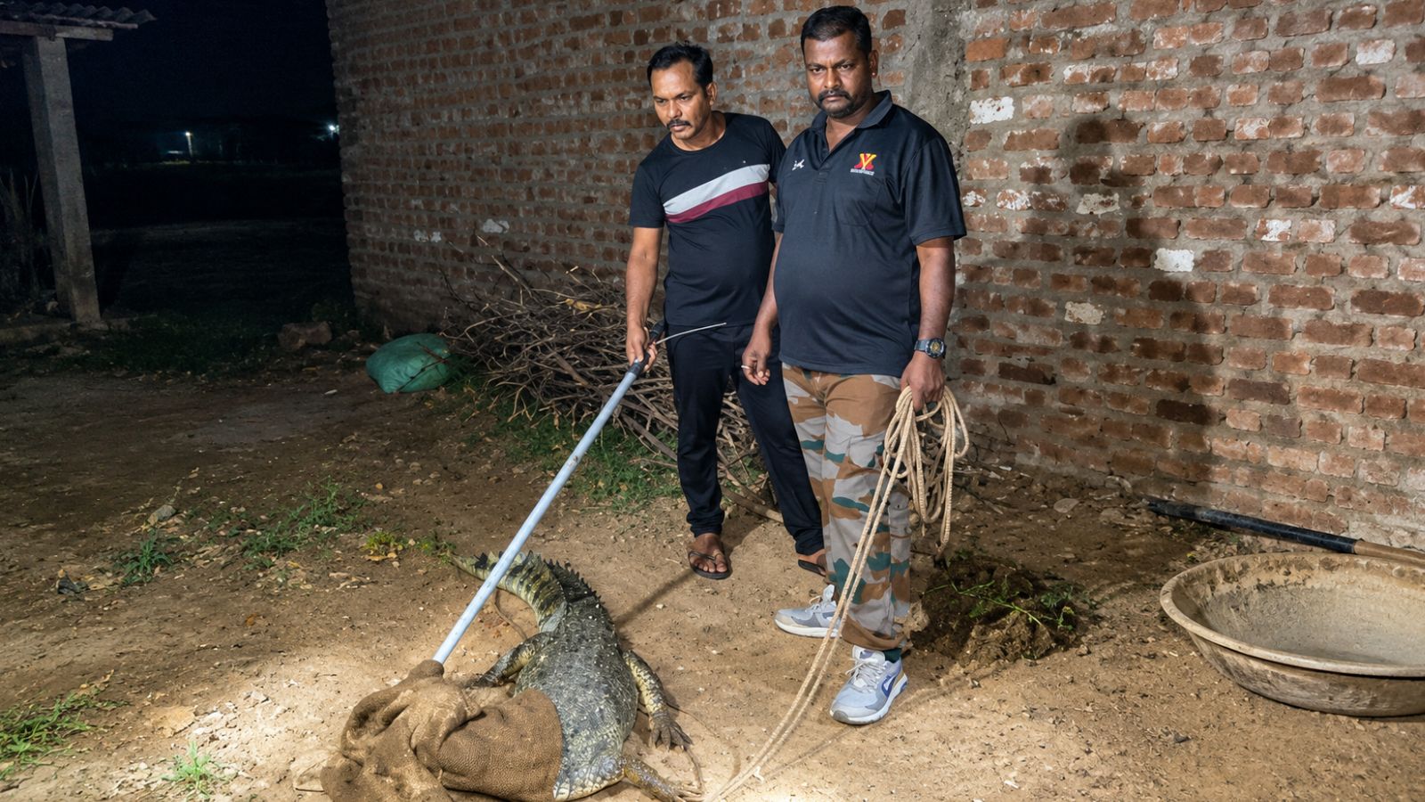 Crocodile Found in Vadodara Cattle Shed Safely Captured by Rescue Team