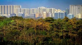 Afforestation was carried out over 205 hectares at 35 sites in Goramba and Valval (Nandurbar), Rayari (Bhor) and Yerandi (Wadsa). (Express Photo by Amit Chakravarty