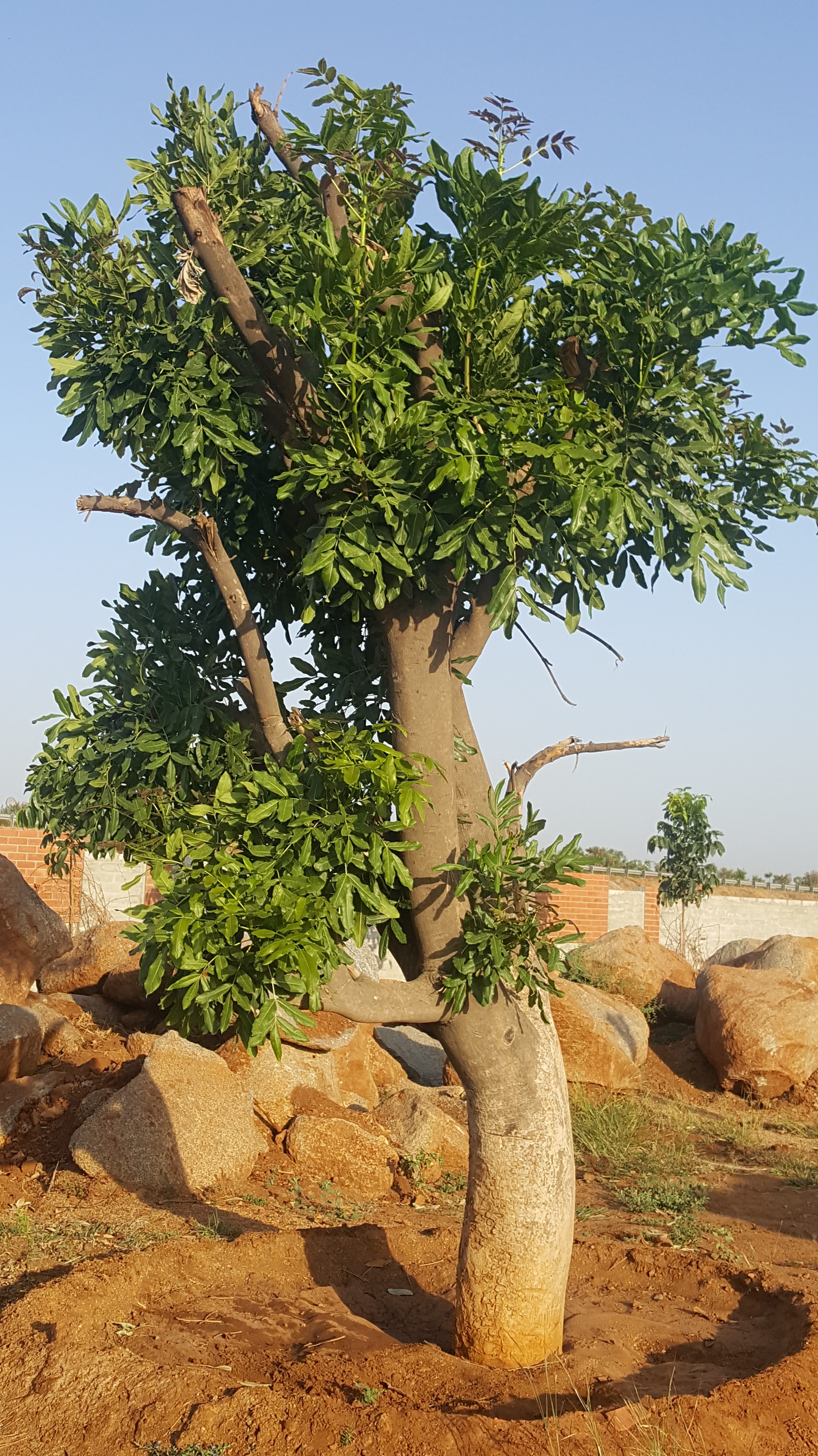 In 2015, the court permitted Vata Foundation to translocate 45 trees, including this African sausage tree. (Credits: Uday Krishna)