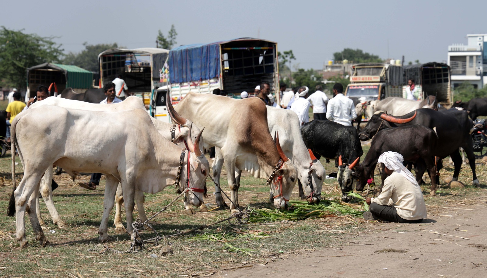 Maharashtra drought forces farmers to sell livestock as water crisis deepens