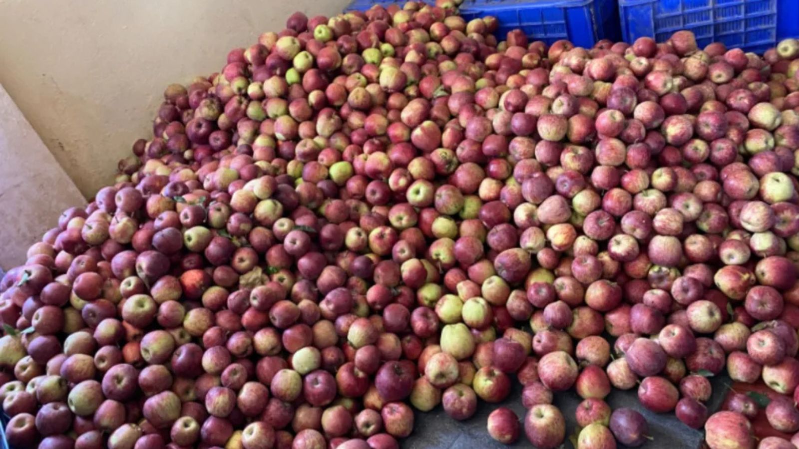 Adverse Weather Impacts Apple Harvests in Himachal Pradesh and Kashmir