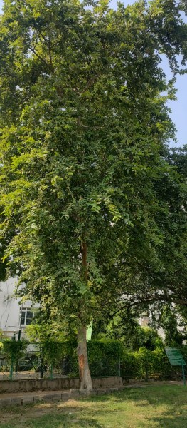Arjuna tree