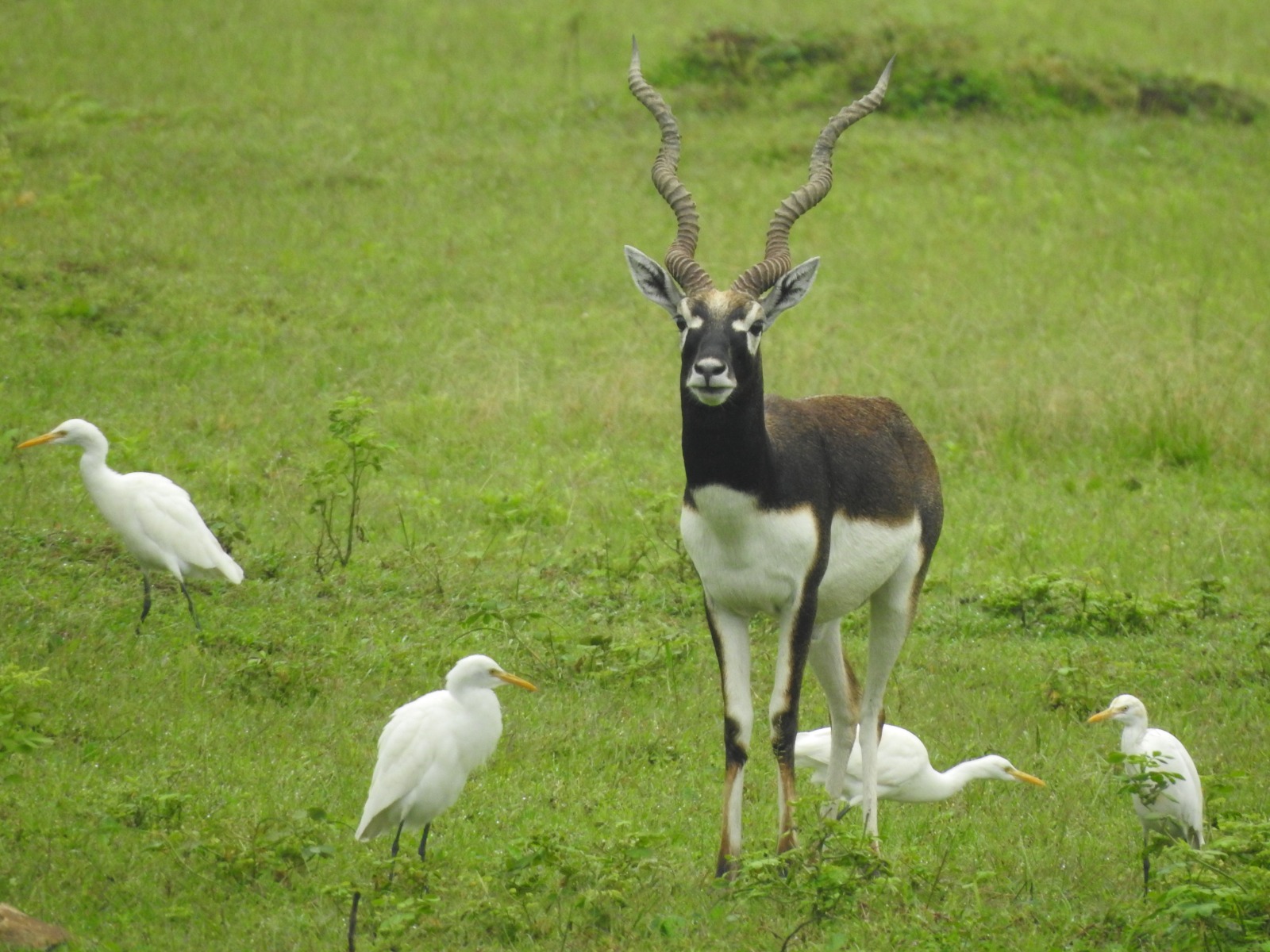 Chhattisgarh sanctuary that lost all blackbucks 5 decades ago prepares to welcome 50 new arrivals