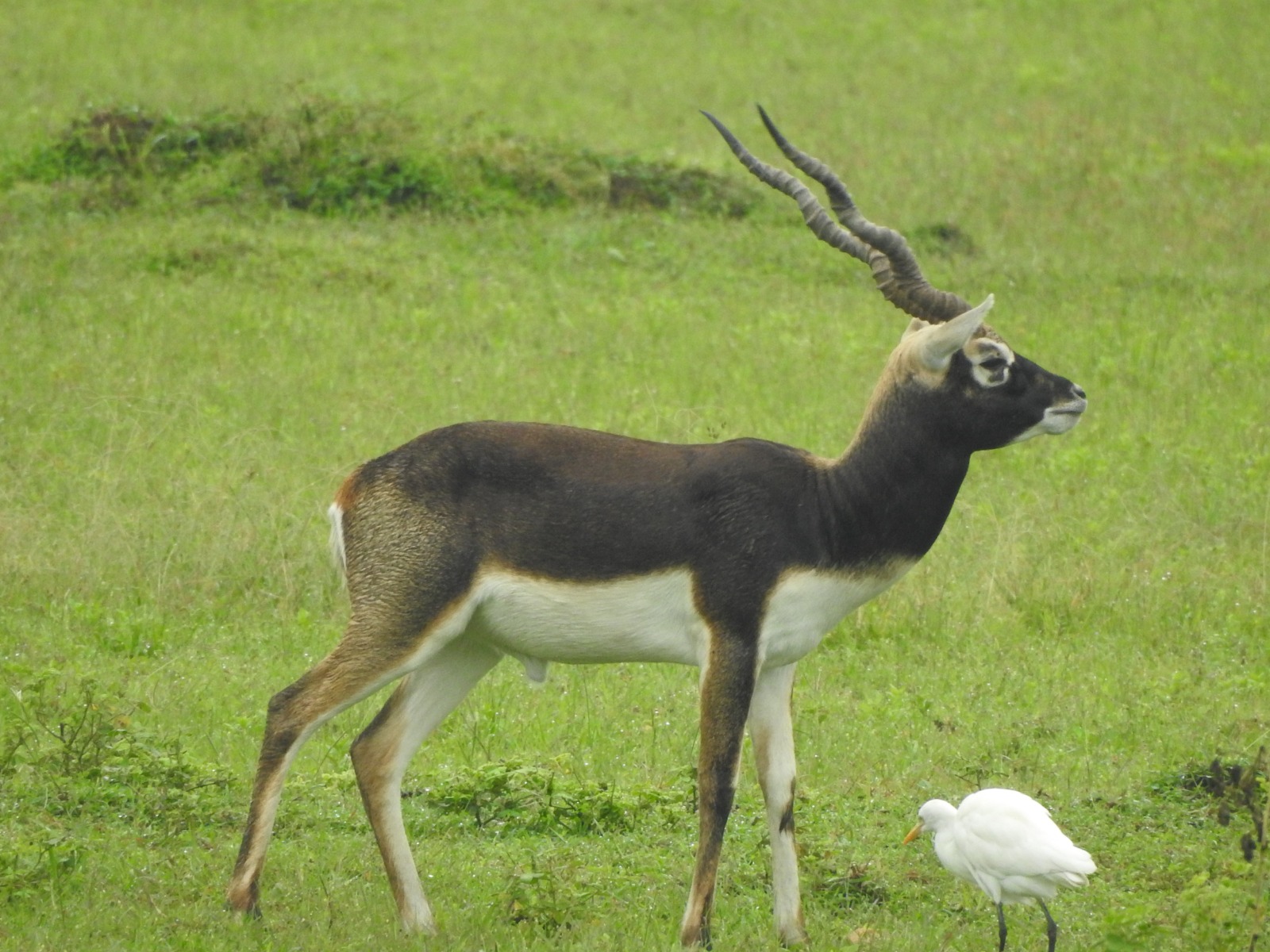 Chhattisgarh sanctuary that lost all blackbucks 5 decades ago prepares to welcome 50 new arrivals